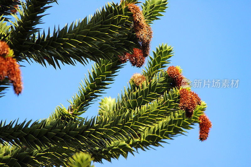 猴子拼图树的种子-球果(智利松树/ Araucaria araucana)